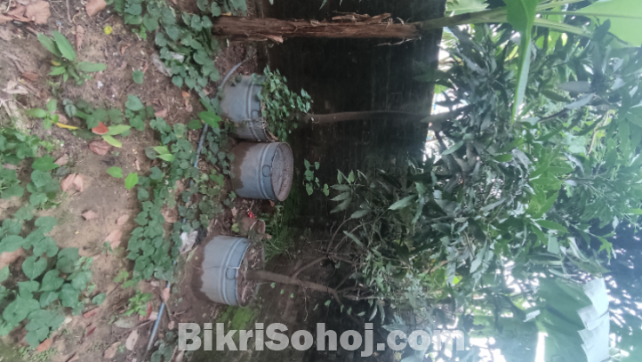 আম্রপালি গাছ